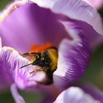Un bombo coperto di polline visita un fiore - Foto S. Apicella